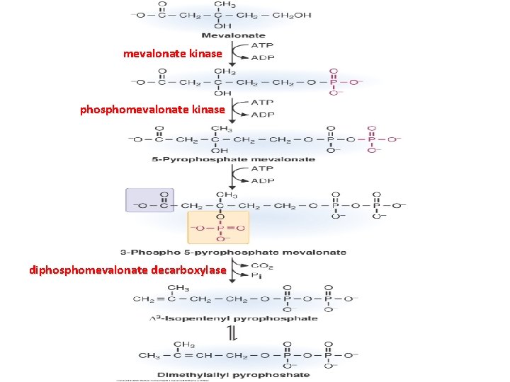 mevalonate kinase phosphomevalonate kinase diphosphomevalonate decarboxylase 