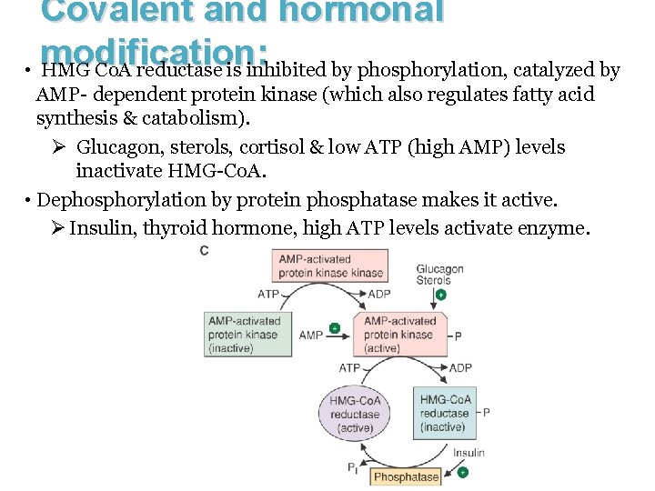 Covalent and hormonal modification: • HMG Co. A reductase is inhibited by phosphorylation, catalyzed