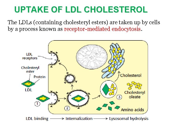 UPTAKE OF LDL CHOLESTEROL The LDLs (containing cholesteryl esters) are taken up by cells