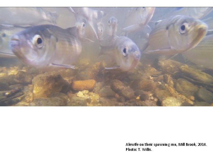 Alewife on their spawning run, Mill Brook, 2014. Photo: T. Willis. 