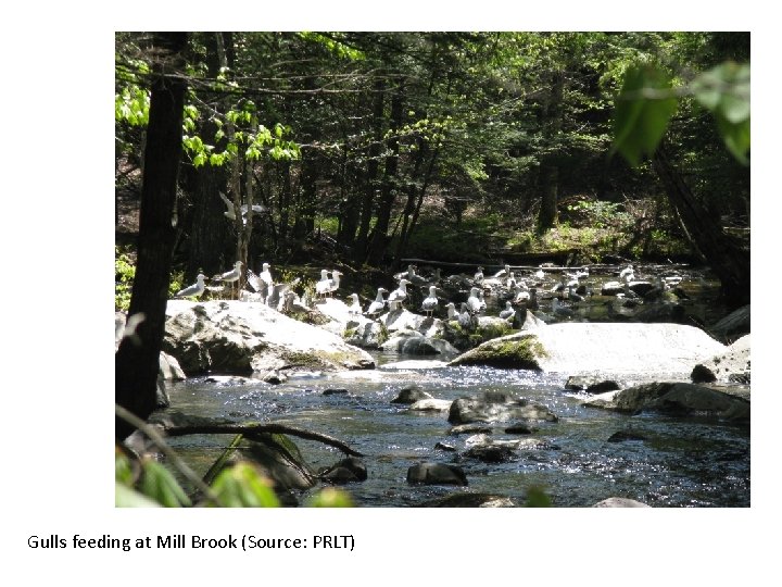 Gulls feeding at Mill Brook (Source: PRLT) 