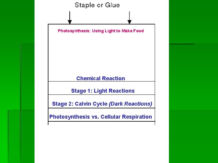 Photosynthesis: Using Light to Make Food Chemical Reaction Stage 1: Light Reactions Stage 2: