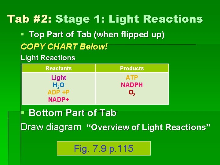 Tab #2: Stage 1: Light Reactions § Top Part of Tab (when flipped up)