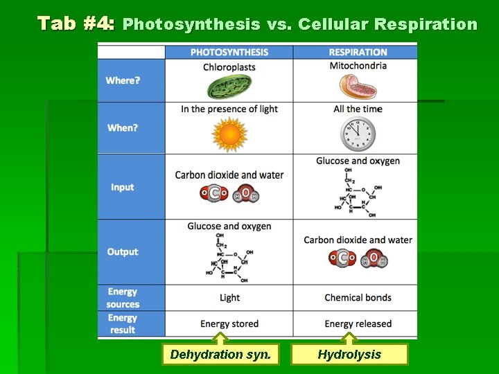 Tab #4: Photosynthesis vs. Cellular Respiration Dehydration syn. Hydrolysis 