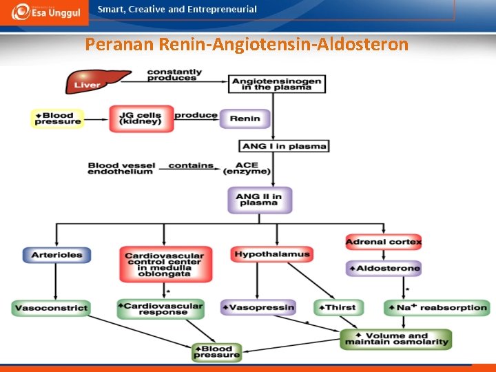 Peranan Renin-Angiotensin-Aldosteron 