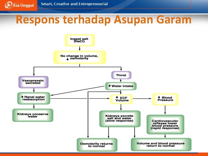 Respons terhadap Asupan Garam 