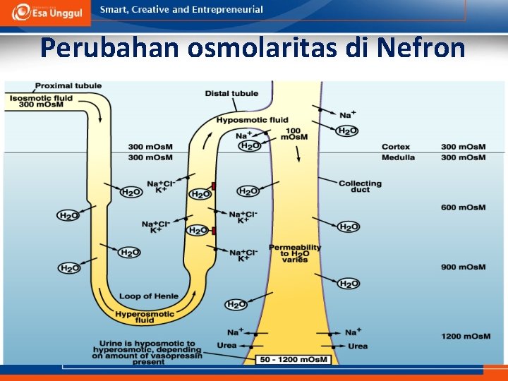 Perubahan osmolaritas di Nefron faal_cairan-asam-basa/ikun/2006 21 