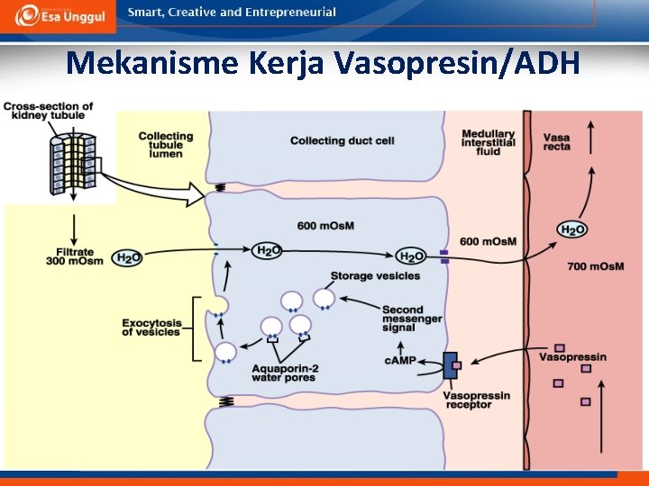 Mekanisme Kerja Vasopresin/ADH faal_cairan-asam-basa/ikun/2006 23 