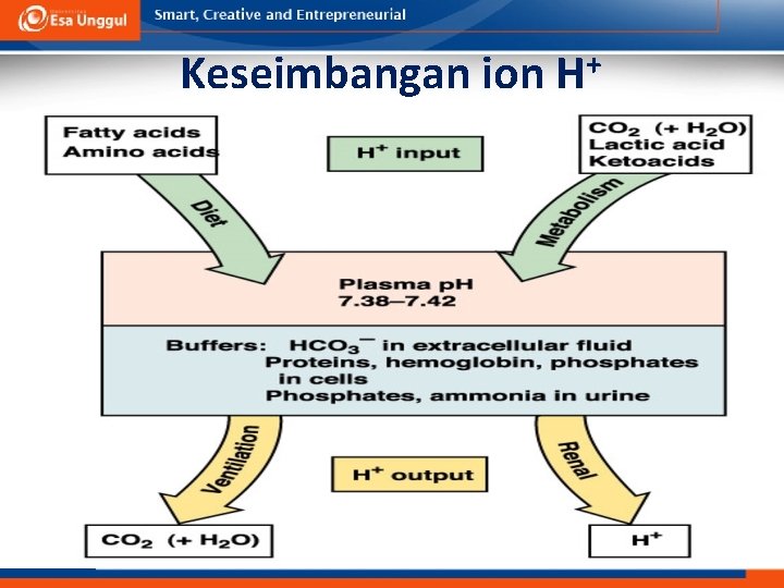 Keseimbangan ion faal_cairan-asam-basa/ikun/2006 + H 27 