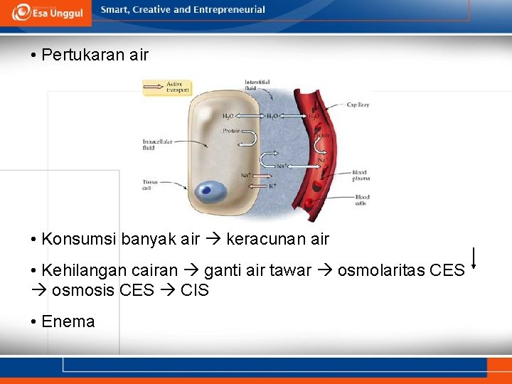  • Pertukaran air • Konsumsi banyak air keracunan air • Kehilangan cairan ganti