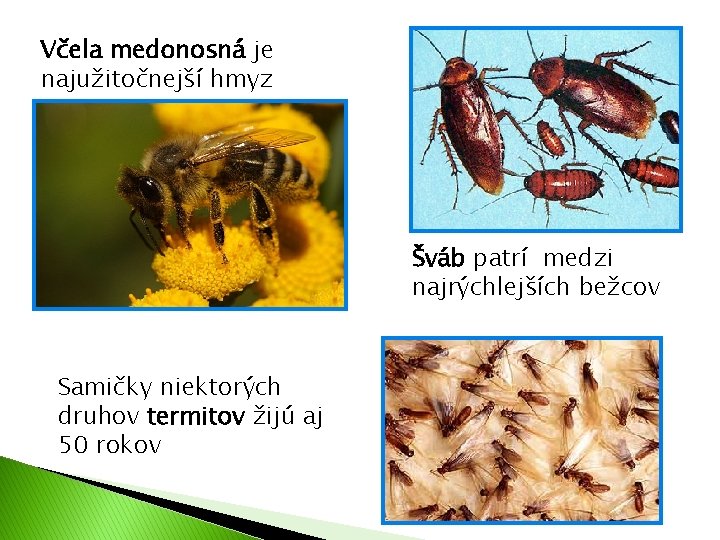 Včela medonosná je najužitočnejší hmyz Šváb patrí medzi najrýchlejších bežcov Samičky niektorých druhov termitov