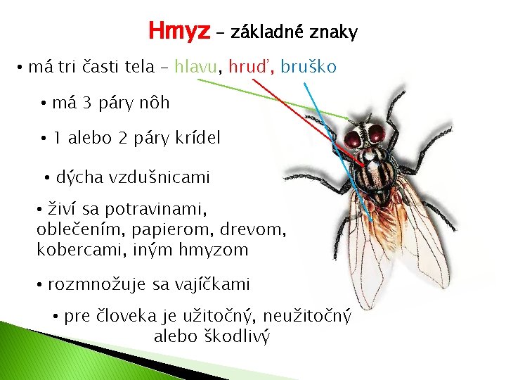 Hmyz - základné znaky • má tri časti tela – hlavu, hruď, bruško •