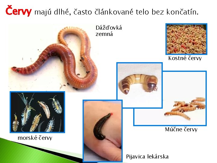 Červy majú dlhé, často článkované telo bez končatín. Dážďovká zemná Kostné červy Múčne červy