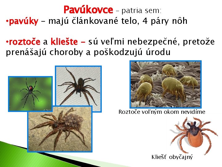 Pavúkovce – patria sem: • pavúky – majú článkované telo, 4 páry nôh •