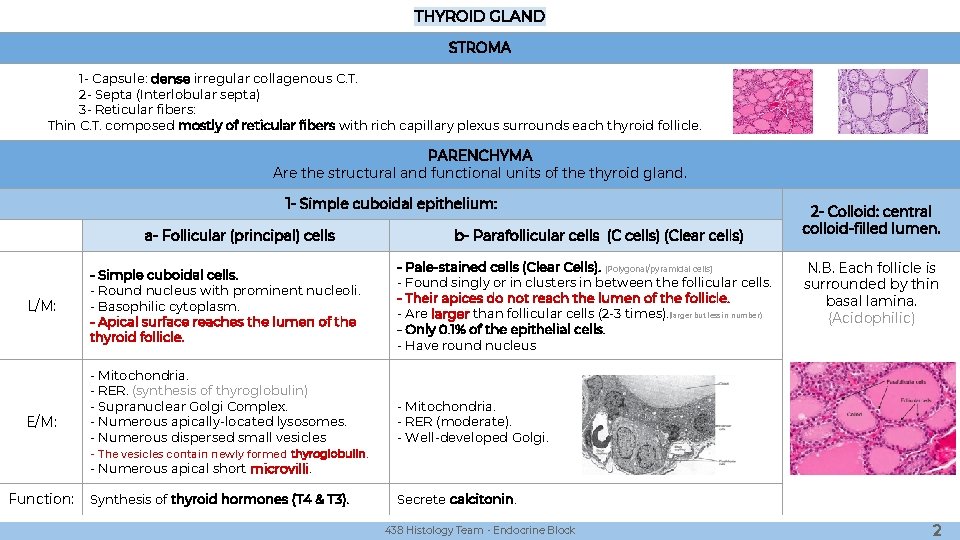 THYROID GLAND STROMA 1 - Capsule: dense irregular collagenous C. T. 2 - Septa