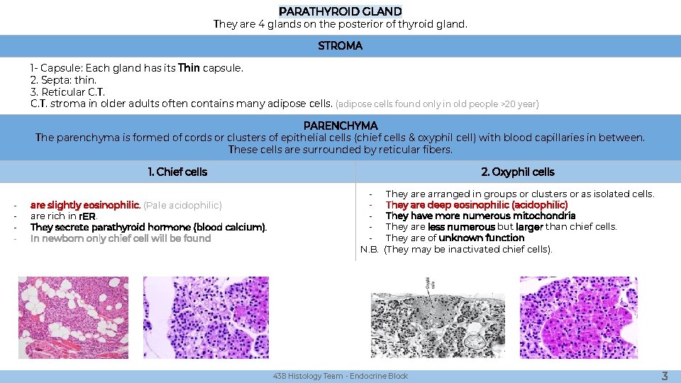 PARATHYROID GLAND They are 4 glands on the posterior of thyroid gland. STROMA 1