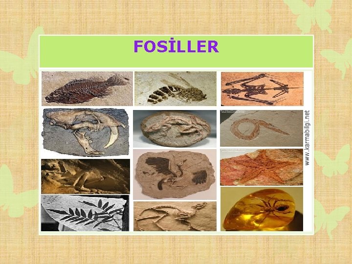 FOSİLLER 