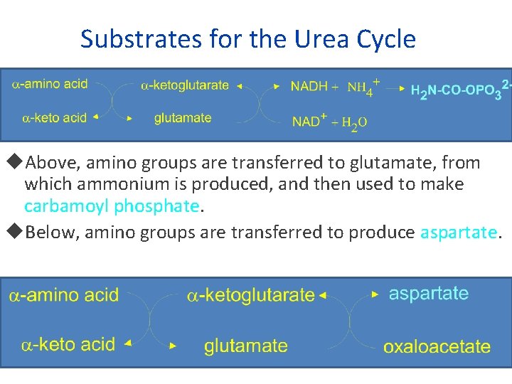 Substrates for the Urea Cycle Above, amino groups are transferred to glutamate, from which