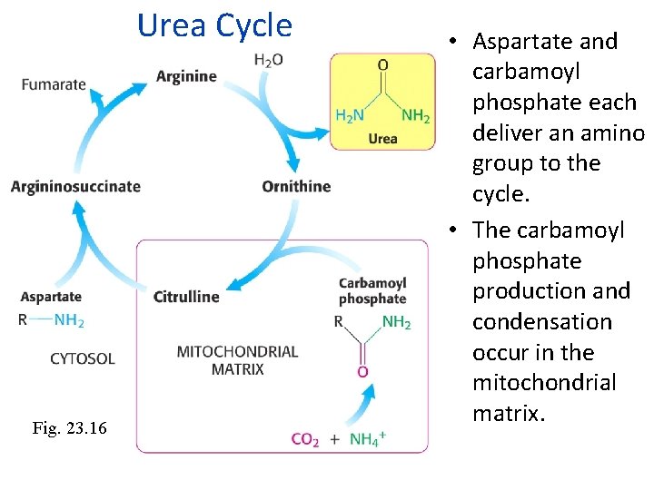 Urea Cycle Fig. 23. 16 • Aspartate and carbamoyl phosphate each deliver an amino