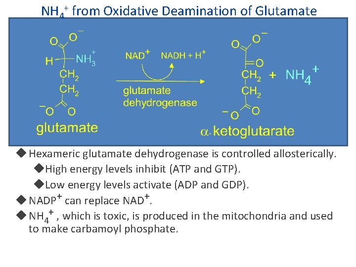 NH 4+ from Oxidative Deamination of Glutamate Hexameric glutamate dehydrogenase is controlled allosterically. High