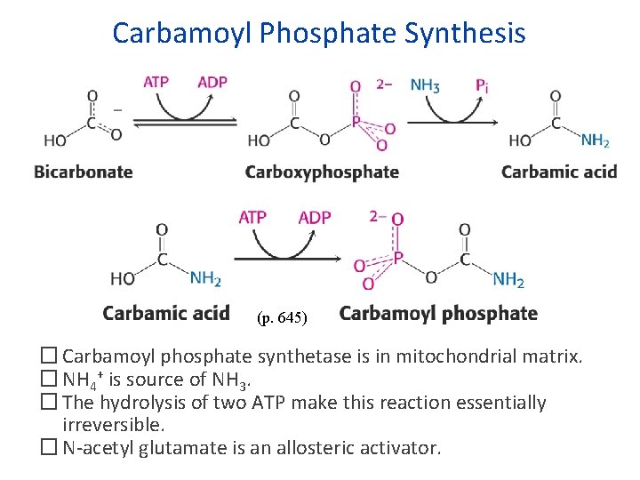 Carbamoyl Phosphate Synthesis (p. 645) � Carbamoyl phosphate synthetase is in mitochondrial matrix. �
