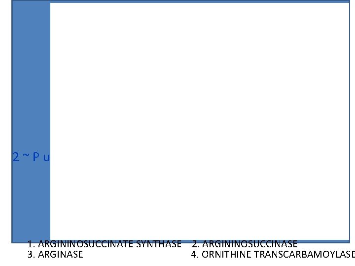 2 ~ P used 1. ARGININOSUCCINATE SYNTHASE 2. ARGININOSUCCINASE 3. ARGINASE 4. ORNITHINE TRANSCARBAMOYLASE