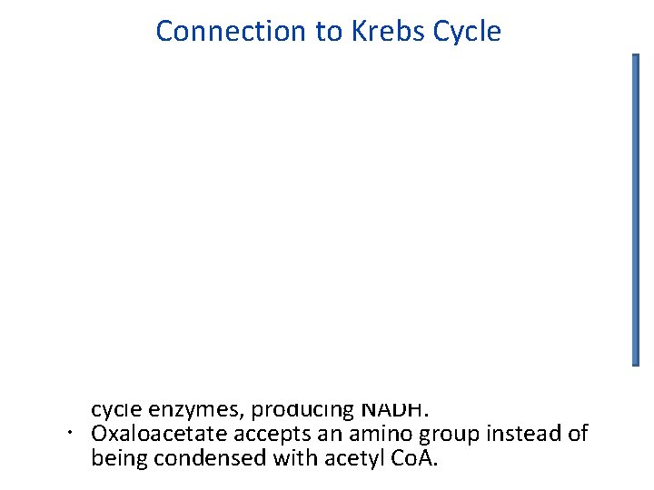 Connection to Krebs Cycle Fumarate is oxidized to oxaloacetate by Krebs cycle enzymes, producing