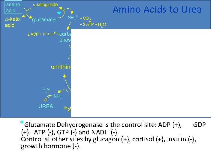 Amino Acids to Urea *Glutamate Dehydrogenase is the control site: ADP (+), GDP (+),