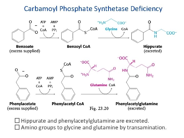 Carbamoyl Phosphate Synthetase Deficiency Fig. 23. 20 � Hippurate and phenylacetylglutamine are excreted. �