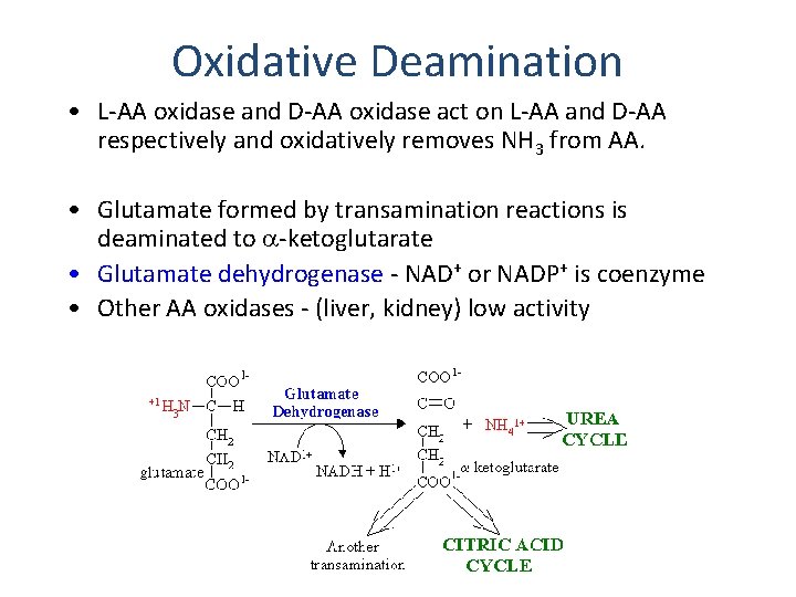 Oxidative Deamination • L-AA oxidase and D-AA oxidase act on L-AA and D-AA respectively