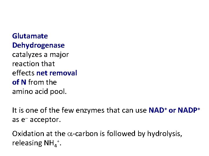 Glutamate Dehydrogenase catalyzes a major reaction that effects net removal of N from the