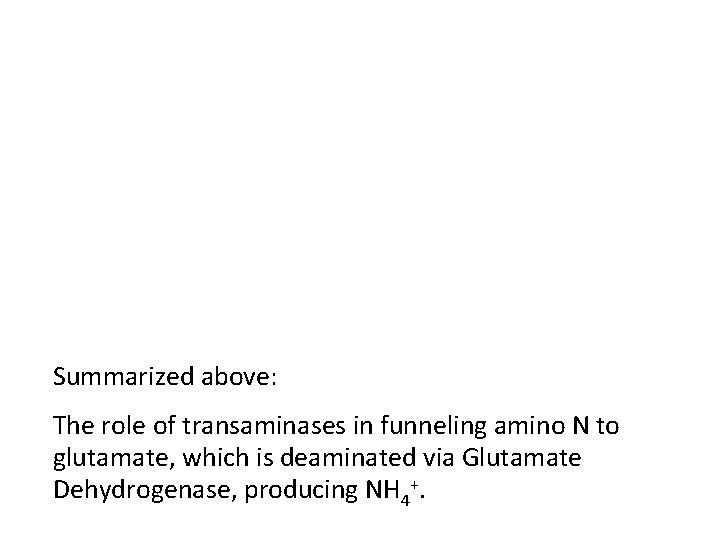 Summarized above: The role of transaminases in funneling amino N to glutamate, which is