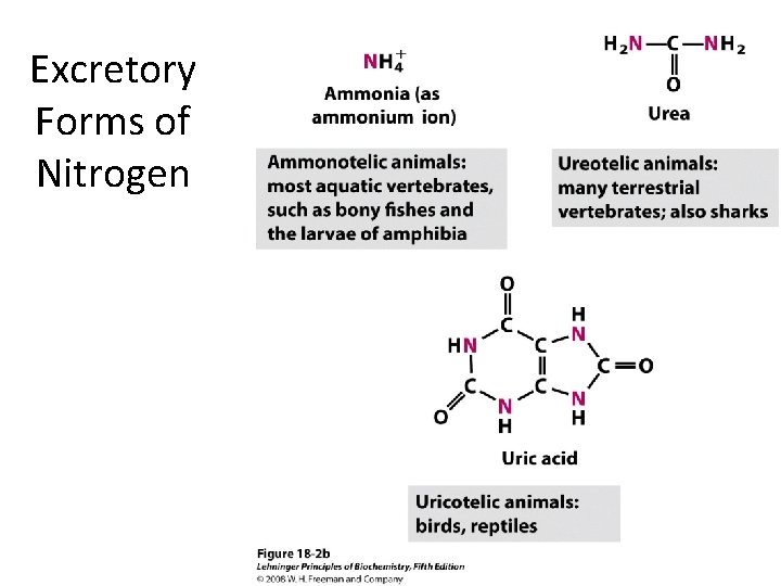 Excretory Forms of Nitrogen 