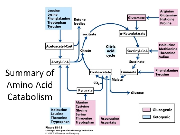 Summary of Amino Acid Catabolism 