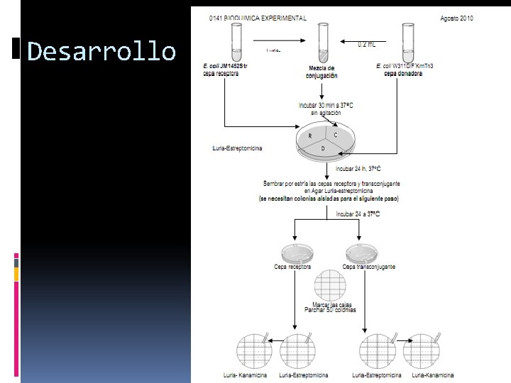 Desarrollo 