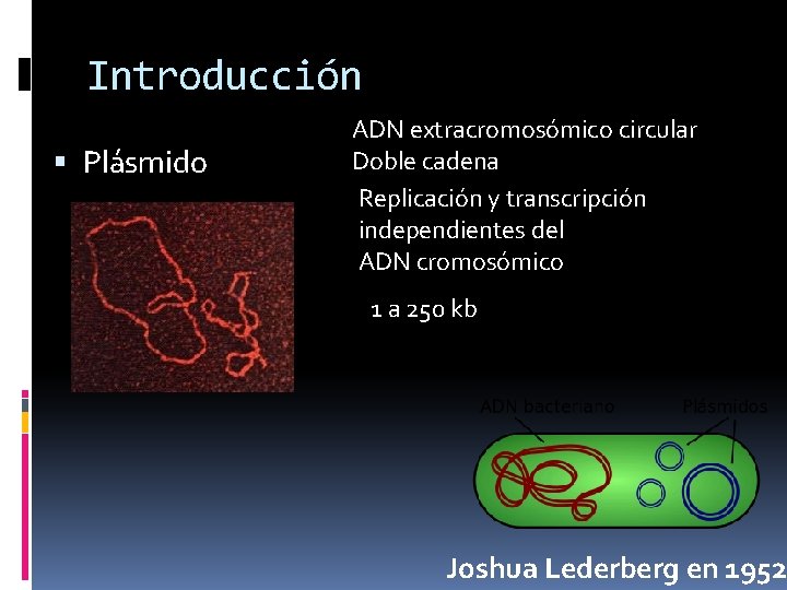 Introducción Plásmido ADN extracromosómico circular Doble cadena Replicación y transcripción independientes del ADN cromosómico