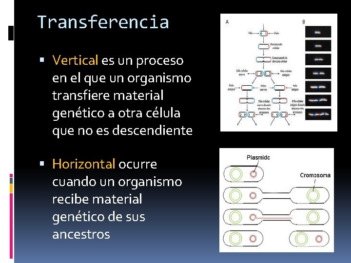 Transferencia Vertical es un proceso en el que un organismo transfiere material genético a