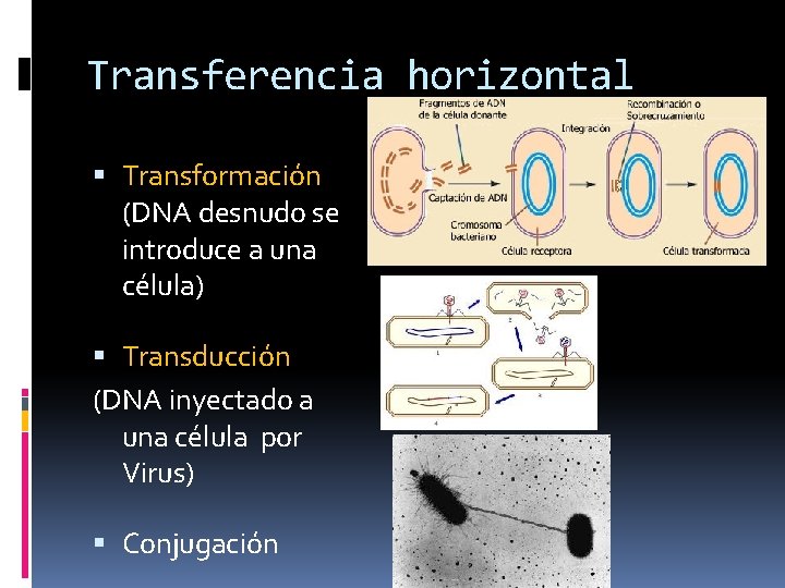 Transferencia horizontal Transformación (DNA desnudo se introduce a una célula) Transducción (DNA inyectado a