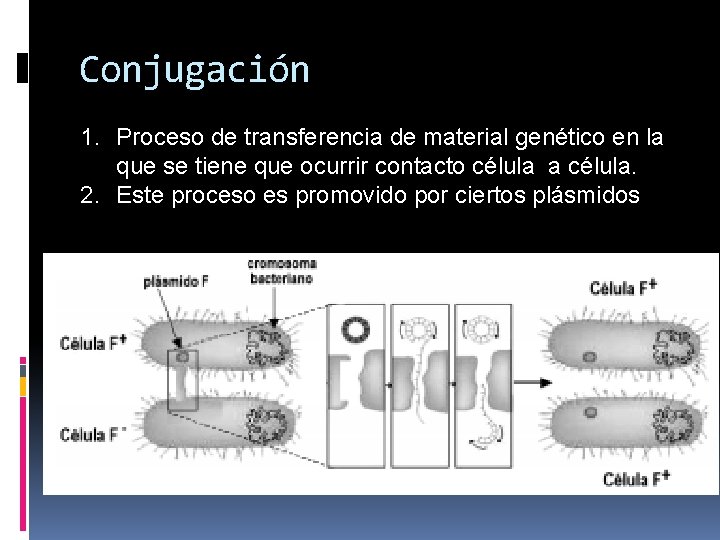 Conjugación 1. Proceso de transferencia de material genético en la que se tiene que