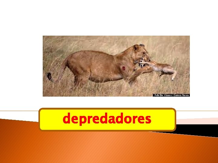 depredadores 