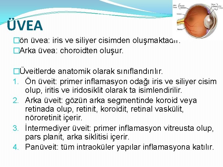 ÜVEA �ön üvea: iris ve siliyer cisimden oluşmaktadır. �Arka üvea: choroidten oluşur. �Üveitlerde anatomik