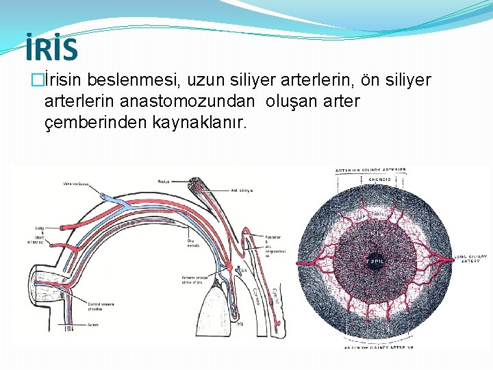 İRİS �İrisin beslenmesi, uzun siliyer arterlerin, ön siliyer arterlerin anastomozundan oluşan arter çemberinden kaynaklanır.