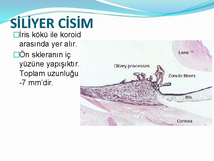 SİLİYER CİSİM �İris kökü ile koroid arasında yer alır. �Ön skleranın iç yüzüne yapışıktır.