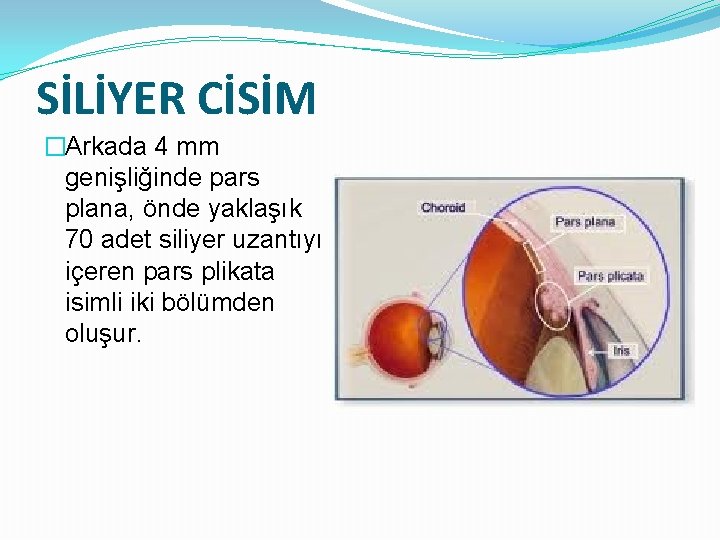 SİLİYER CİSİM �Arkada 4 mm genişliğinde pars plana, önde yaklaşık 70 adet siliyer uzantıyı