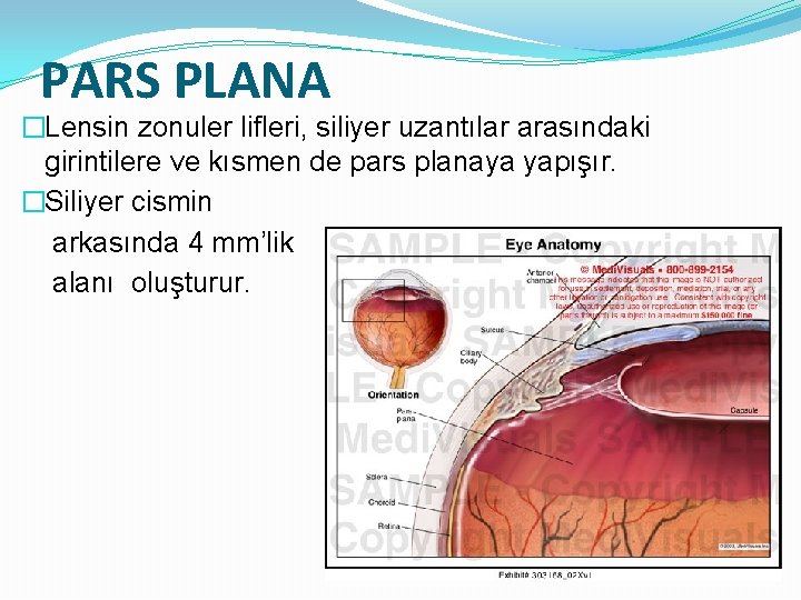 PARS PLANA �Lensin zonuler lifleri, siliyer uzantılar arasındaki girintilere ve kısmen de pars planaya