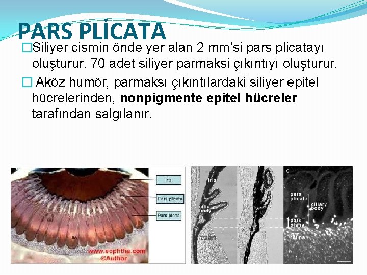 PARS PLİCATA �Siliyer cismin önde yer alan 2 mm’si pars plicatayı oluşturur. 70 adet