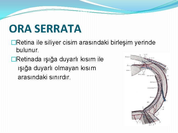 ORA SERRATA �Retina ile siliyer cisim arasındaki birleşim yerinde bulunur. �Retinada ışığa duyarlı kısım