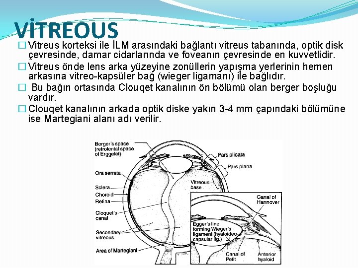 VİTREOUS Vitreus korteksi ile İLM arasındaki bağlantı vitreus tabanında, optik disk � çevresinde, damar