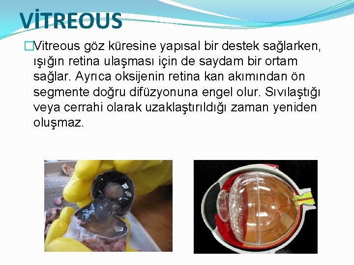 VİTREOUS �Vitreous göz küresine yapısal bir destek sağlarken, ışığın retina ulaşması için de saydam