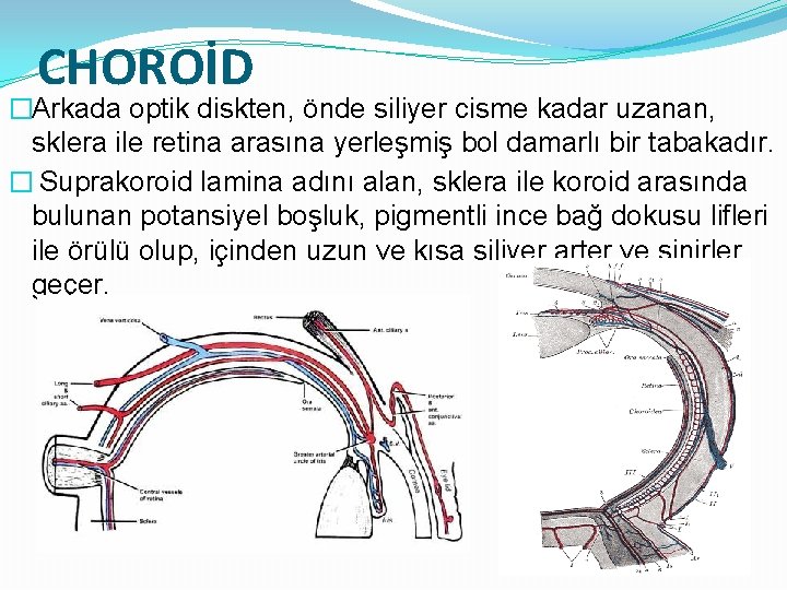 CHOROİD �Arkada optik diskten, önde siliyer cisme kadar uzanan, sklera ile retina arasına yerleşmiş